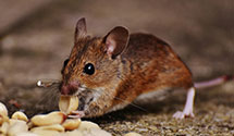 24 Hour & Emergency Exterminators in East Randolph, NY